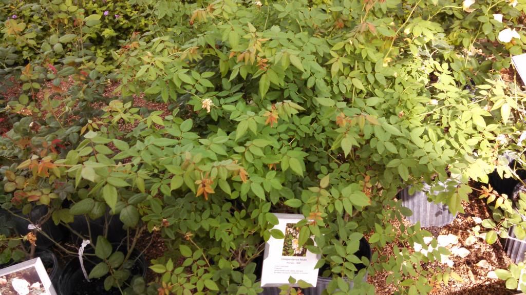 independence musk photo IMG_20140924_102336_432.jpg